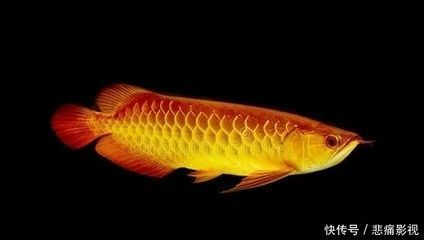 天王紅龍的飼養方法,天王紅龍的飼養方法和注意事項 龍魚百科 第2張 天王紅龍的飼養方法,天王紅龍的飼養方法和注意事項 天王紅龍的飼養方法,天王紅龍的飼養方法和注意事項 龍魚百科 第2張