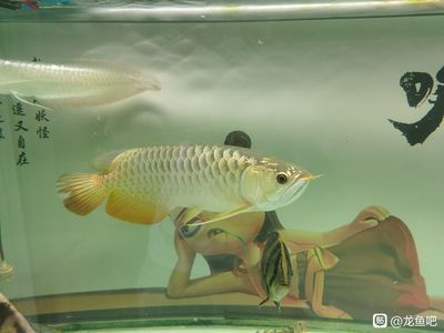 龍魚需要檢疫嗎vs祥龍魚場：檢疫要求與龍魚養殖