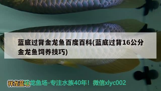 藍底過背金龍魚百度百科(藍底過背16公分金龍魚飼養技巧)