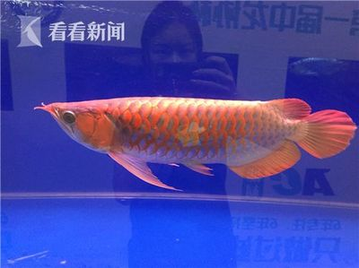 遂寧水族館魚缸價(jià)格表大全及圖片介紹
