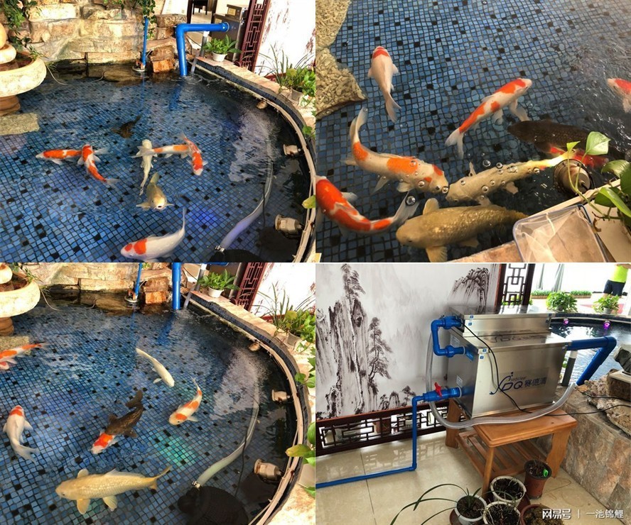 50厘米的魚缸可以養(yǎng)幾條錦鯉：50厘米的魚缸能養(yǎng)幾條錦鯉