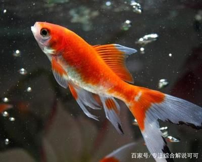 50厘米的魚缸可以養(yǎng)幾條錦鯉：50厘米的魚缸能養(yǎng)幾條錦鯉