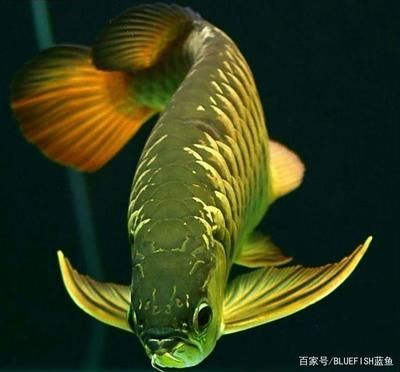 如何看龍魚(yú)品相：如何挑選一只好的龍魚(yú)