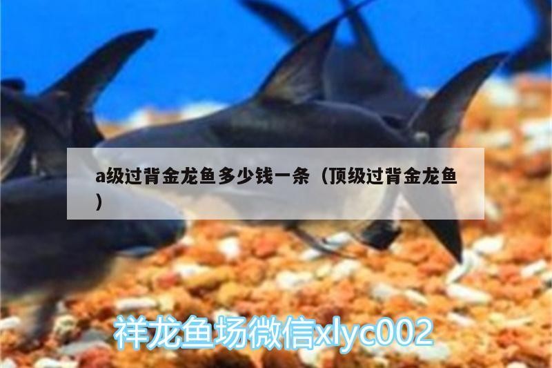 a級過背金龍魚多少錢一條（頂級過背金龍魚）