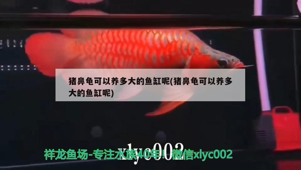 豬鼻龜可以養多大的魚缸呢(豬鼻龜可以養多大的魚缸呢)