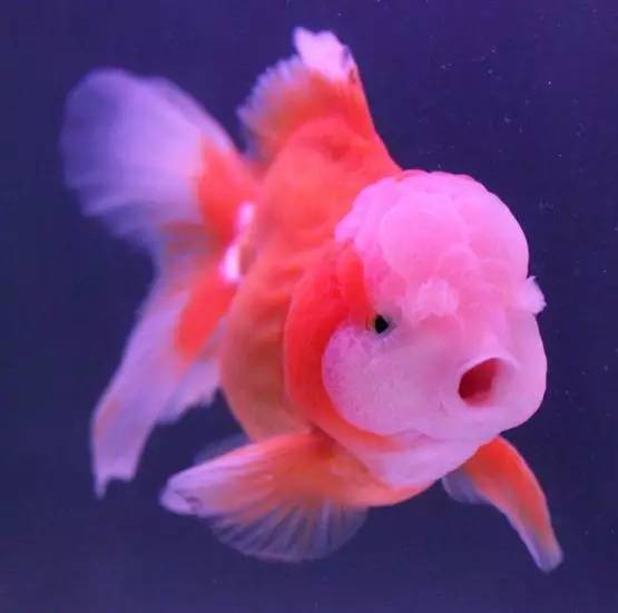 魚缸里有白線蟲可以用腸蟲清嗎