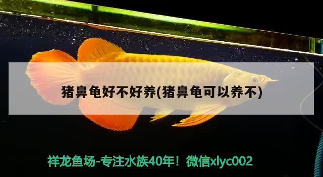 豬鼻龜好不好養(豬鼻龜可以養不)