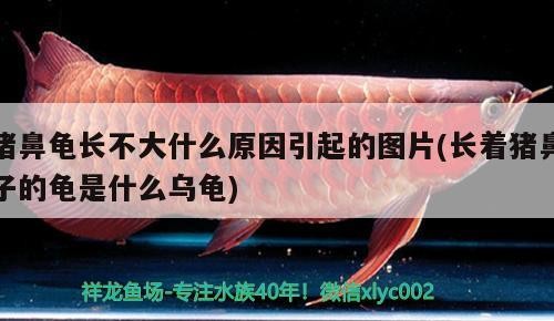豬鼻龜長不大什么原因引起的圖片(長著豬鼻子的龜是什么烏龜)