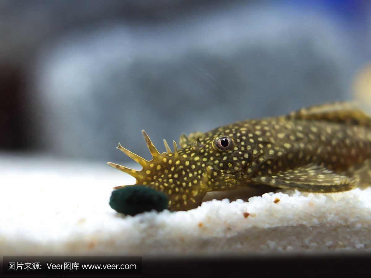 魟魚白點中間有黑點:\"魟魚白點中間有黑點\" 魟魚百科 第2張 魟魚白點中間有黑點:\"魟魚白點中間有黑點\" 魟魚白點中間有黑點:\"魟魚白點中間有黑點\" 魟魚百科 第2張