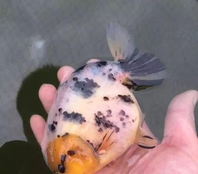 魟魚白點中間有黑點：\"魟魚白點中間有黑點\" 魟魚白點中間有黑點：\"魟魚白點中間有黑點\" 魟魚百科 第3張
