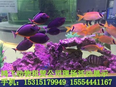 固原水族館vs祥龍魚場(全球首個獲得國際龍魚繁殖證書的魚場之一固原水族館) 全國水族館企業名錄 第3張 固原水族館vs祥龍魚場(全球首個獲得國際龍魚繁殖證書的魚場之一固原水族館) 固原水族館vs祥龍魚場(全球首個獲得國際龍魚繁殖證書的魚場之一固原水族館) 全國水族館企業名錄 第3張