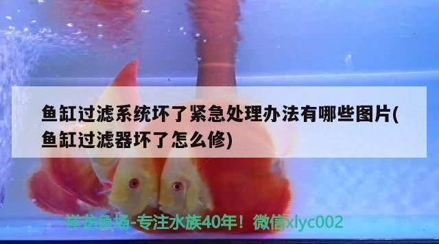 金頭過背金龍魚和24k【金龍魚金頭與小金頭的區別】