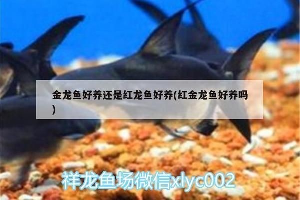 紅龍魚跟金龍魚哪個(gè)好養(yǎng)：紅龍魚和金龍魚在飼養(yǎng)難度上有一些差異