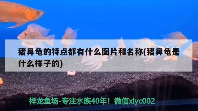 豬鼻龜?shù)奶攸c(diǎn)都有什么圖片和名稱(豬鼻龜是什么樣子的)