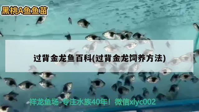 過背金龍魚百科(過背金龍飼養方法)