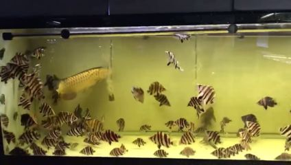 虎魚尺寸相差太大是不是要隔開一點：虎魚在混養時需要注意尺寸差距嗎