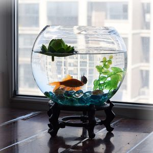 玻璃魚缸改造花盆：如何將玻璃魚缸改造成魚缸？