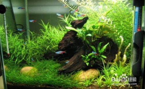吃魚缸褐藻的都有哪些魚：吃褐藻的魚類有哪些？