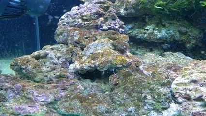 吃魚缸褐藻的都有哪些魚：吃褐藻的魚類有哪些？