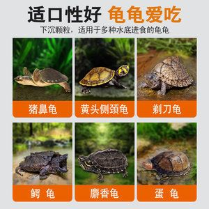 豬鼻龜的價格