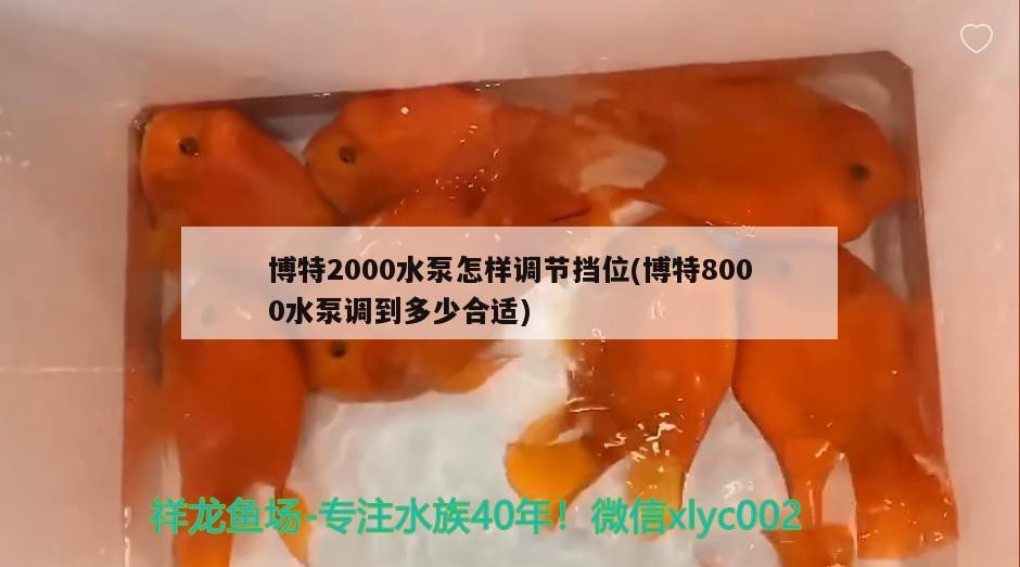 龍魚干蝦有營養嗎 博特2000水泵怎樣調節擋位(博特8000水泵調到多少合適) 博特水族 博特2000水泵怎樣調節擋位(博特8000水泵調到多少合適) 博特2000水泵怎樣調節擋位(博特8000水泵調到多少合適) 博特水族