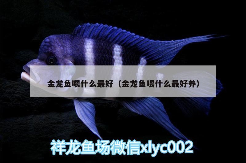 金龍魚喂什么最好（金龍魚喂什么最好養）