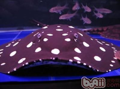 魟魚腸炎的早期癥狀:防腸炎,鑒別魟魚腸炎的治療方法 魟魚百科 第4張 魟魚腸炎的早期癥狀:防腸炎,鑒別魟魚腸炎的治療方法 魟魚腸炎的早期癥狀:防腸炎,鑒別魟魚腸炎的治療方法 魟魚百科 第4張