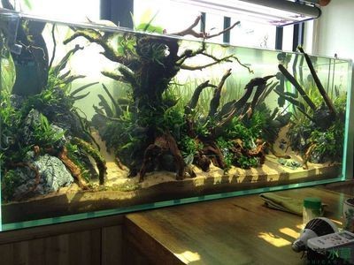 ada水族造景官網：ada水族造景官方網站搜索結果顯示ada產品和造景教程