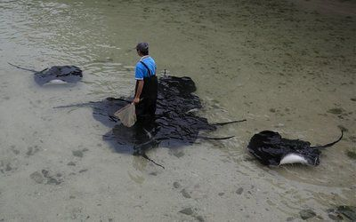 魟魚毒是什么毒性：關(guān)于魟魚毒的詳細(xì)解釋