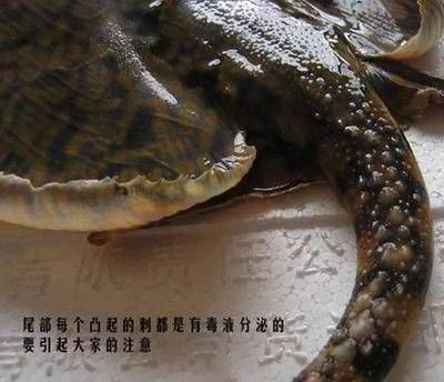 魟魚毒是什么毒性：關(guān)于魟魚毒的詳細(xì)解釋
