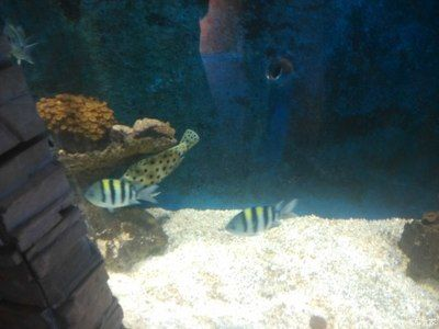 新鄉水族館vs祥龍魚場（探討新鄉水族館與祥龍魚場之間的差異之前需要明確兩者的基本信息）
