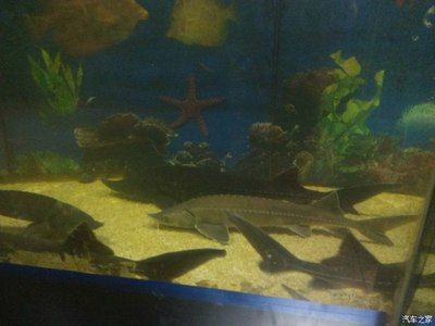 新鄉水族館vs祥龍魚場（探討新鄉水族館與祥龍魚場之間的差異之前需要明確兩者的基本信息）