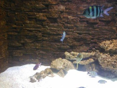 新鄉水族館vs祥龍魚場(探討新鄉水族館與祥龍魚場之間的差異之前需要明確兩者的基本信息)