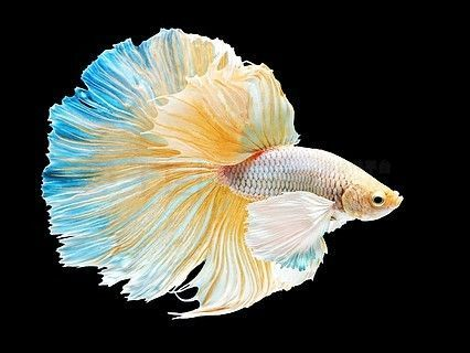 龍魚白背景發(fā)色好看嗎