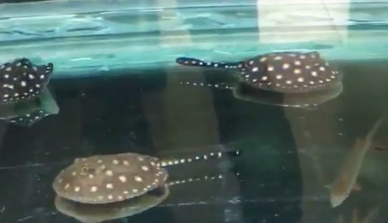 黑金魟魚繁殖后疾病預防措施：黑金魟魚繁殖后如何控制水溫繁殖后的疫苗接種指南