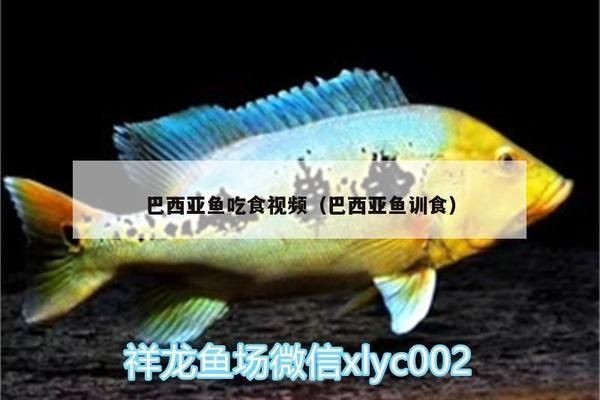 龍魚訓食教學vs祥龍魚場:祥龍魚場的養殖技術 vs祥龍魚場 第3張 龍魚訓食教學vs祥龍魚場:祥龍魚場的養殖技術 龍魚訓食教學vs祥龍魚場:祥龍魚場的養殖技術 vs祥龍魚場 第3張