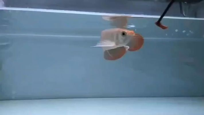 龍魚訓食教學vs祥龍魚場:祥龍魚場的養殖技術 vs祥龍魚場 第4張 龍魚訓食教學vs祥龍魚場:祥龍魚場的養殖技術 龍魚訓食教學vs祥龍魚場:祥龍魚場的養殖技術 vs祥龍魚場 第4張