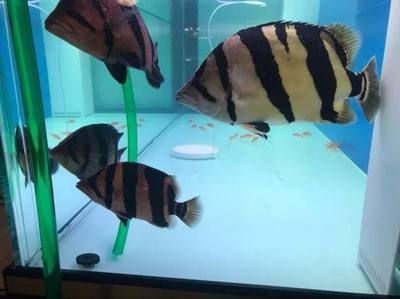 虎魚單養會變明嗎：虎魚的體色會因為單養而變明嗎？