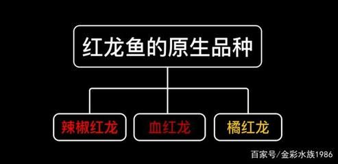 綠皮辣椒紅龍魚發色為什么比較慢：真正的綠皮辣椒紅龍魚發色緩慢的原因