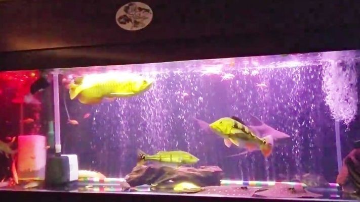 虎魚混養漢鯊：虎魚和漢鯊在混養方面有可能性嗎？