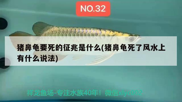 豬鼻龜要死的征兆是什么(豬鼻龜死了風(fēng)水上有什么說法)
