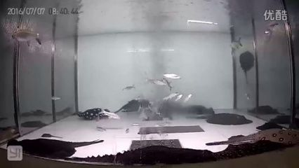 黑金魟魚(yú)繁殖條件探究：黑金魟魚(yú)的繁殖