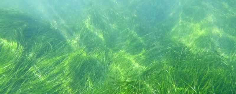 led燈對水草生長有用嗎