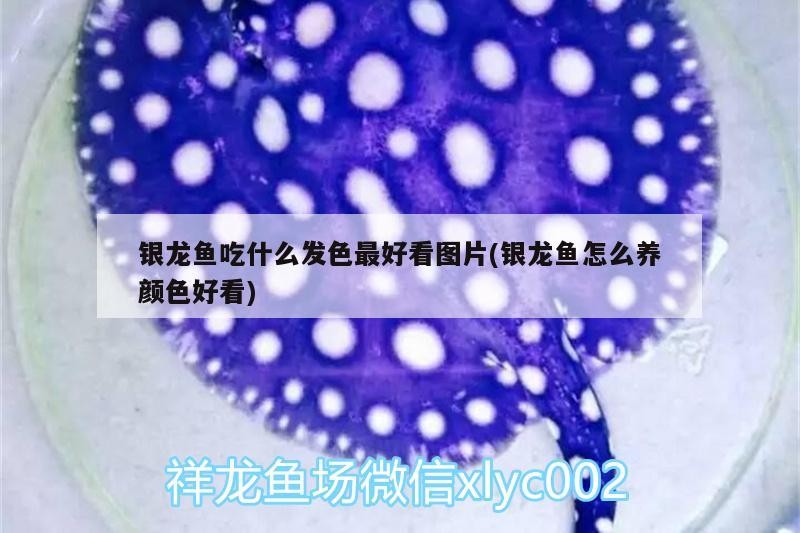 銀龍魚吃什么發色最好看圖片(銀龍魚怎么養顏色好看)