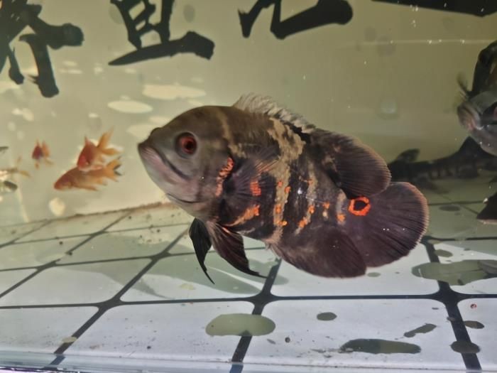 龍魚輕微張嘴呼吸是正常現(xiàn)象嗎？（龍魚輕微張嘴呼吸是怎么回事？）