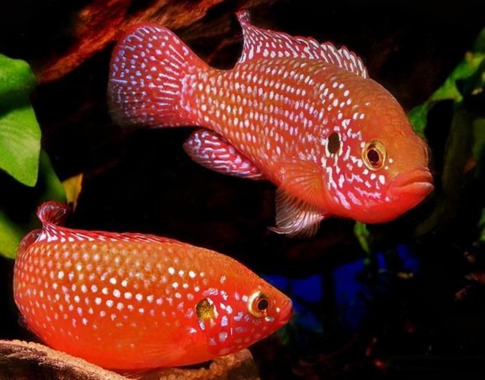 觀賞魚的心情說說詞語（現代科技對觀賞魚的影響）