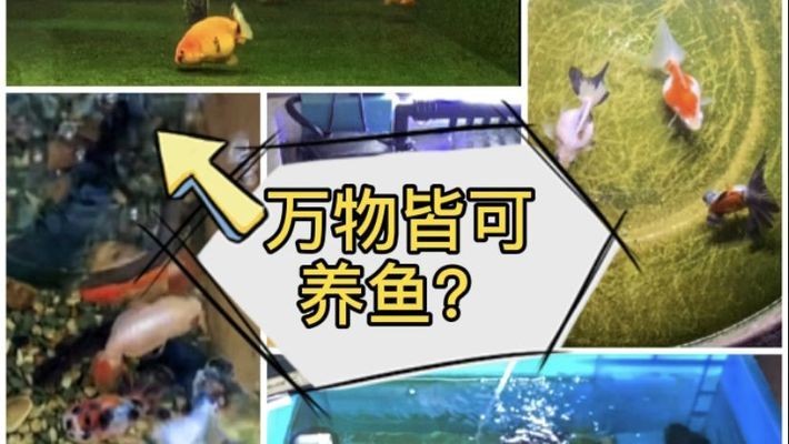 銀川市興慶區金金色水族館（銀川市興慶區金金色水族館電話號碼）