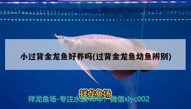 小過背金龍魚好養嗎(過背金龍魚幼魚辨別)