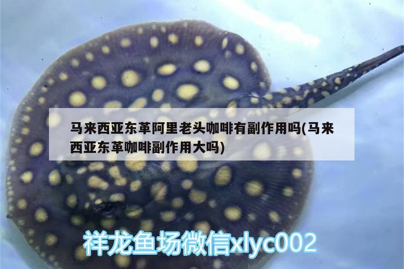 馬來西亞東革阿里老頭咖啡有副作用嗎(馬來西亞東革咖啡副作用大嗎)