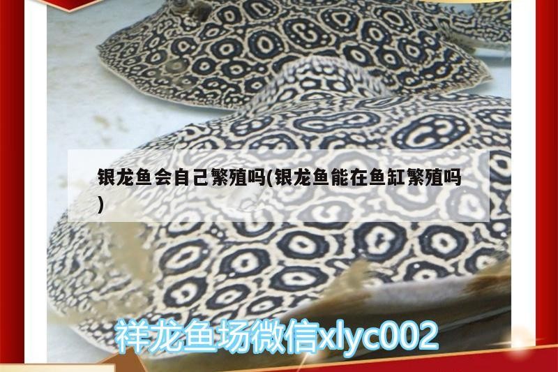 銀龍魚會自己繁殖嗎(銀龍魚能在魚缸繁殖嗎)